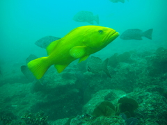 Mycteroperca rosacea