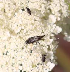 Variimorda villosa