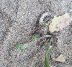Oxycarenus