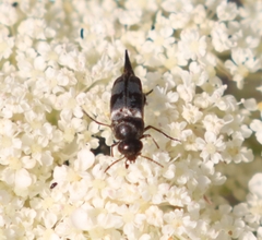 Variimorda villosa