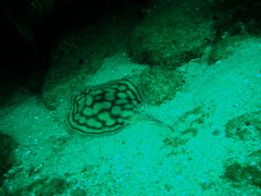 Urobatis concentricus