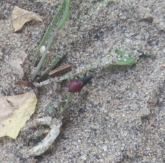 Oxycarenus