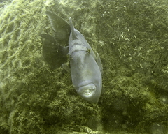 Pseudobalistes naufragium