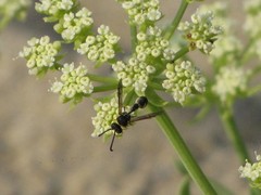 Eumenes mediterraneus