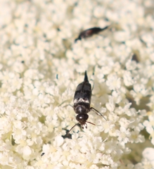 Variimorda villosa