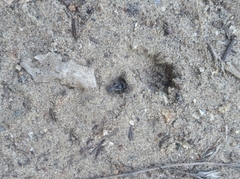 Oxybelus bipunctatus