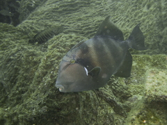 Pseudobalistes naufragium