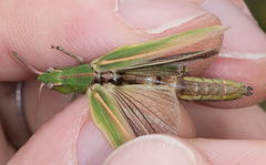 Chimarocephala elongata