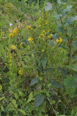 Solidago virgaurea