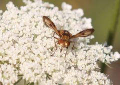 Ectophasia crassipennis