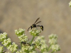 Eumenes mediterraneus