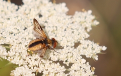 Ectophasia crassipennis