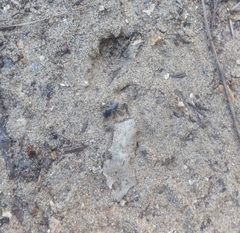 Oxybelus bipunctatus