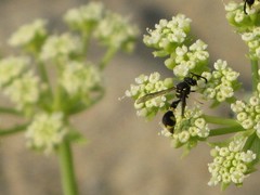 Eumenes mediterraneus