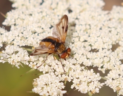 Ectophasia crassipennis