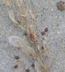 Oxycarenus lavaterae