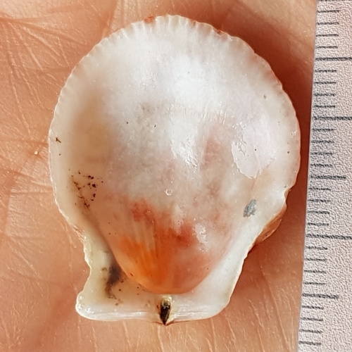 Humpback Scallop