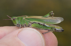 Chimarocephala elongata