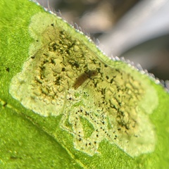 Agromyzidae
