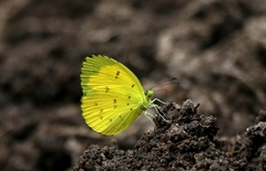 Eurema ormistoni