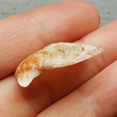 Talochlamys pusio