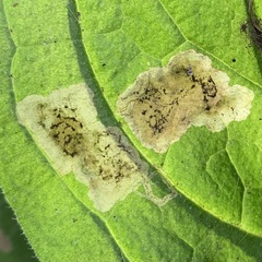Agromyzidae