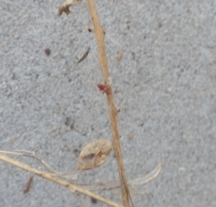 Oxycarenus lavaterae
