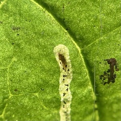 Agromyzidae
