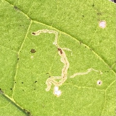 Agromyzidae