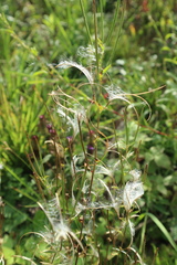Epilobium adenocaulon