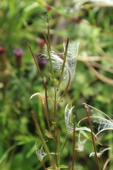 Epilobium adenocaulon