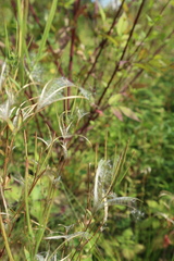 Epilobium adenocaulon