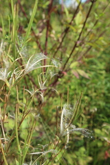 Epilobium adenocaulon