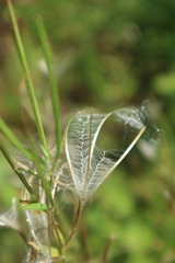 Epilobium adenocaulon