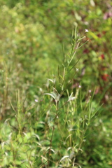 Epilobium adenocaulon