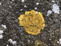 Candelariella medians