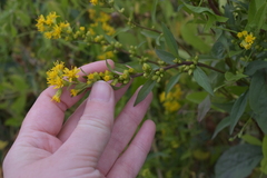Solidago virgaurea
