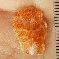 Talochlamys pusio