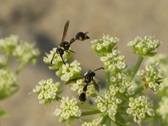 Eumenes mediterraneus