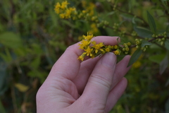 Solidago virgaurea