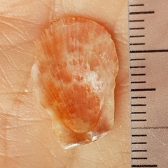 Talochlamys pusio