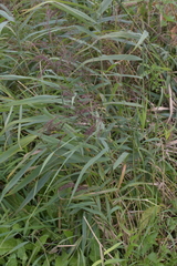 Phragmites australis