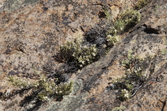 Dolichothrix ericoides