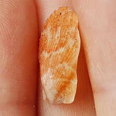 Talochlamys pusio
