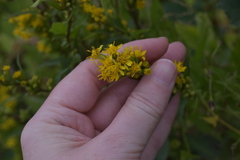 Solidago virgaurea