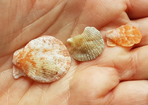 Humpback Scallop