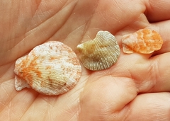 Talochlamys pusio