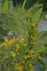 Solidago virgaurea