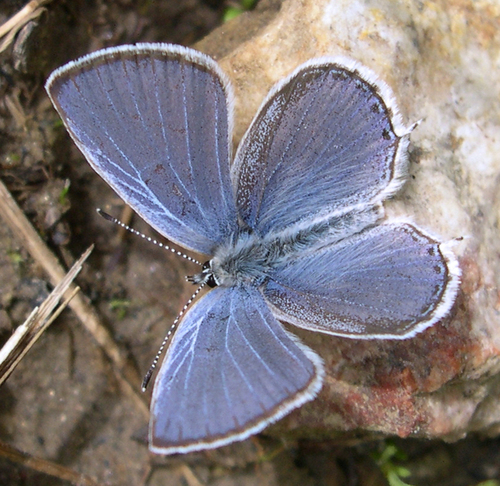 Western Tailed-Blue