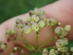Galium rubioides